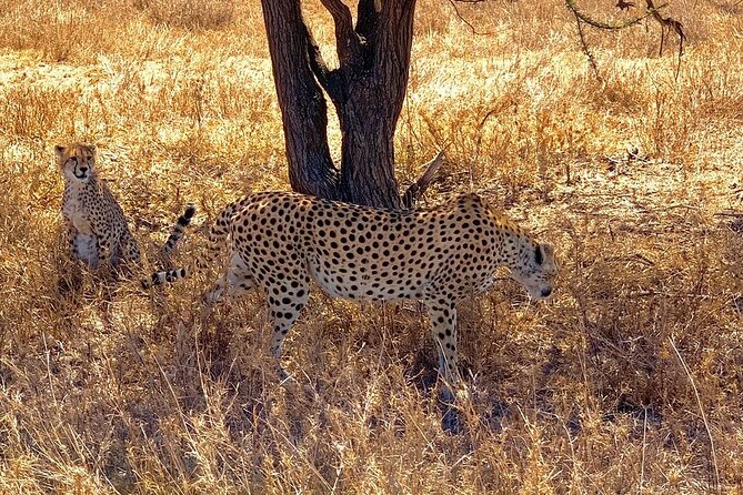 Multi-Day Tanzania Odssey Safari From Arusha - Detailed Itinerary