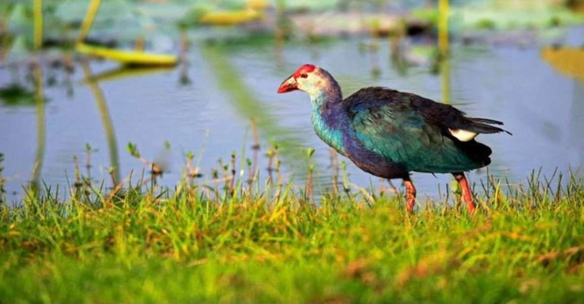 Muthurajawela: Wetland Bird Watching Tour From Colombo! - Location and Ecosystem