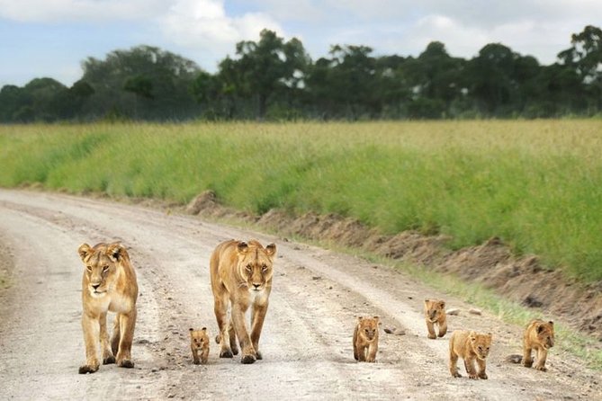 Nairobi Airport Layover Half Day Tour to Nairobi National Park - Inclusions