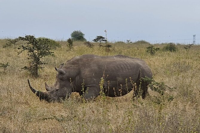 Nairobi National Park and Giraffe Center - Unique Safari Experience