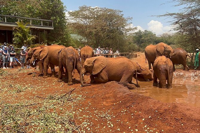 Nairobi National Park, Baby Elephant Orphanage and Giraffe Center - Pricing Details