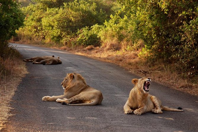 Nairobi National Park Game Drive With Free Pick Up Group Joining - Logistics and Inclusions