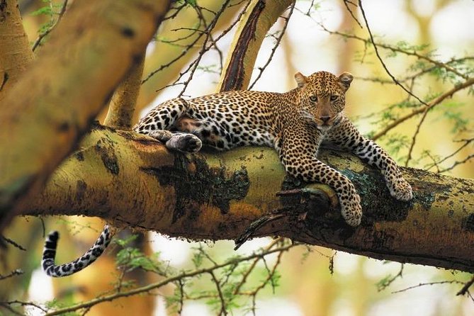 Nairobi National Park Guided Half Day Tour Game Drive- FREE WIFI - Pickup Information Details