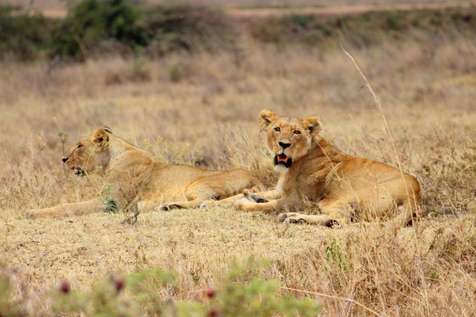 Nairobi National Park Morning or Evening Game Drive - Morning Game Drive Options