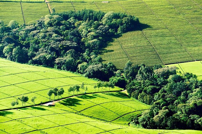 Nairobi to Kiambethu Tea Farm Tour - Itinerary Details