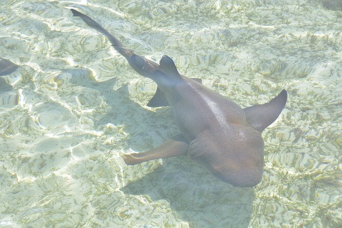 Nassau Harbor Boat Tour: Blue Lagoon, Pig Island, and More - Customer Reviews
