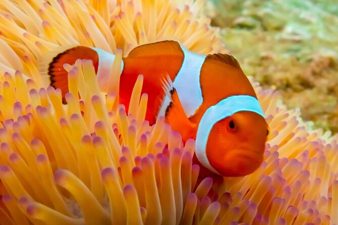 Nemo Island Experience With Drone Photos and Lunch - Included Amenities