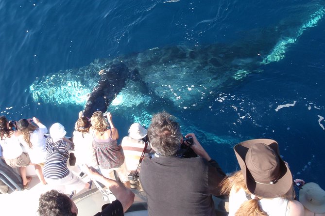 Newport Beach Whale and Dolphin Watching Cruise - Booking and Cancellation Policy