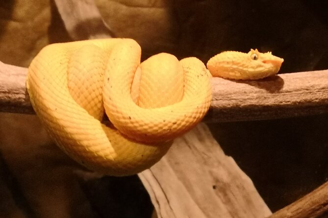 Night Hike Wildlife Observation in Santa Elena Monteverde - Location and Tour Details