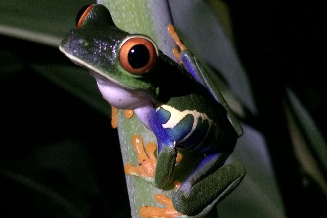 Night Tour Manuel Antonio or Monteverde - Tour Experience