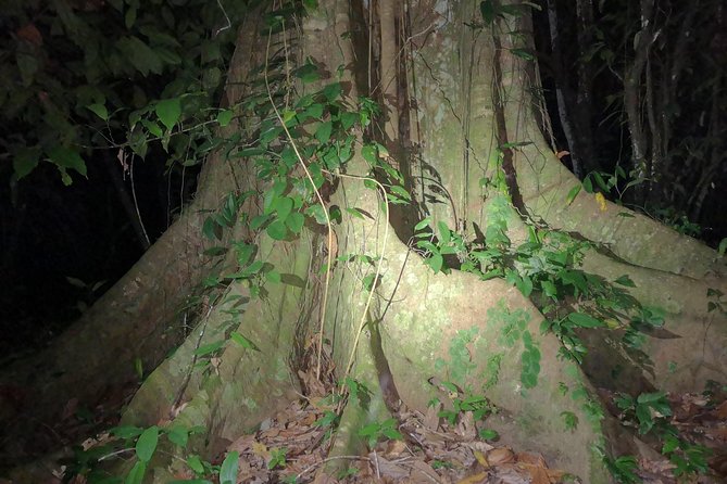Night Tours at the Biological Station in Bri Bri - Booking Information