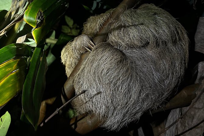 Night Walk Among the Natural Jewels of Monteverde - Inclusions and Exclusions