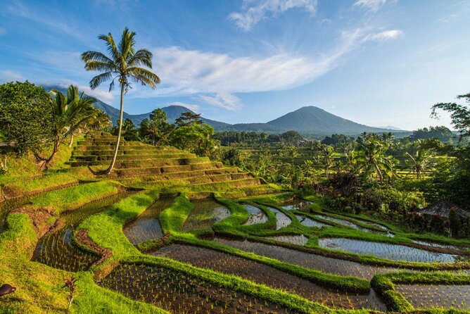 Northern Bali Tour - Private Full Day Tour - All Inclusive - Transportation Details