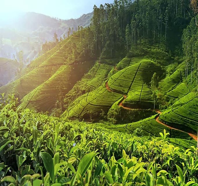 Nuwara Eliya FullDay Waterfalls 5, Trekking, Tea Factories 2 - Itinerary Highlights