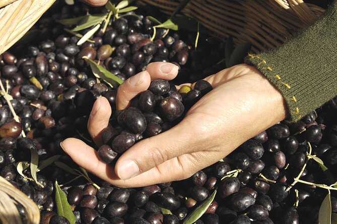 Olive Oil Private Tour in Portugal - Meeting and Pickup