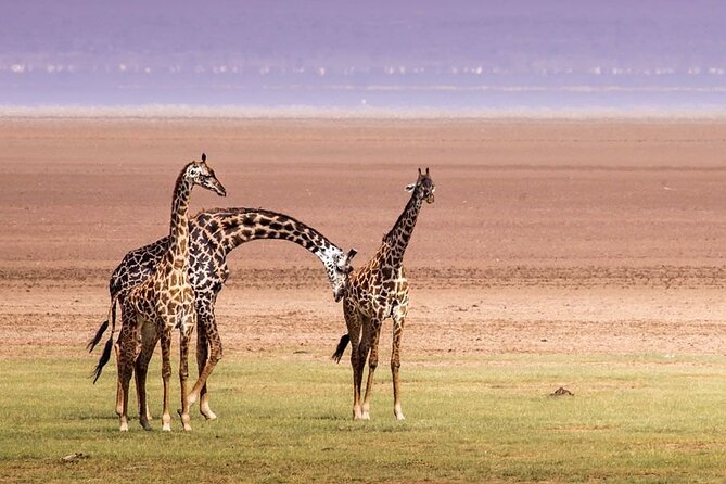 One Day Safari to Lake Manyara - Tour Inclusions and Details