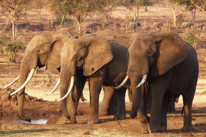 One Day Wildlife Safari in Mikumi National Park - Wildlife Spotting Opportunities