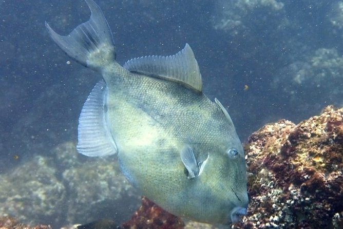 Open Water Diver Certification OWD - Dive Course Structure and Offerings