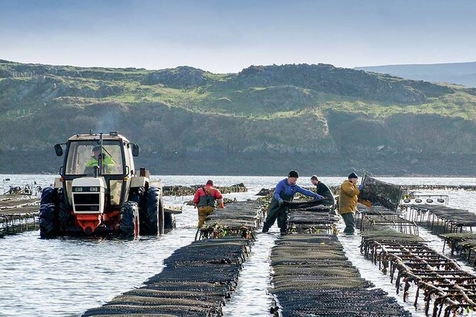 Oyster Farm and Tasting Experience - Tasting the Oysters