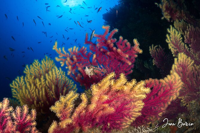 PADI Open Water Diver Course - Theory Sessions