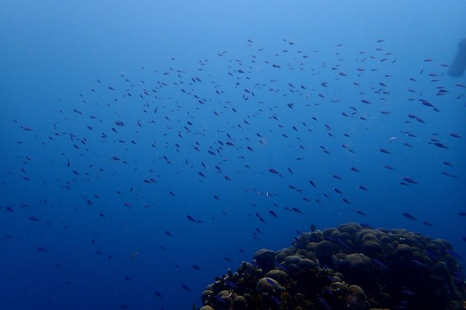 PADI Open Water Diving Course - Course Structure