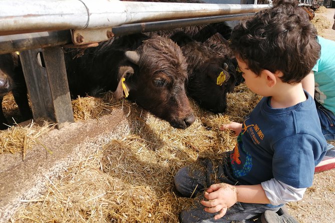 Paestum Traditions, Buffaloes, Ceramics, Temples - Indulge in Buffalo Delicacies