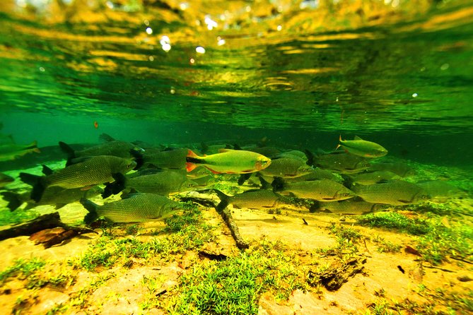 Pantanal & Bonito - Private Multi Day Tour - Wildlife and Activities