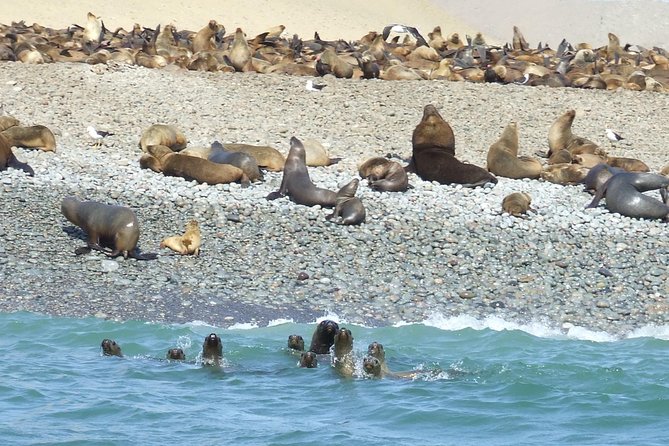 Paracas Full Day: Islas Ballestas, National Park and Sandboarding in Paracas - Meeting Point and Pickup Details