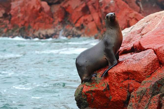 Paracas Reserve & Ballestas Islands Tour From Lima - Private Trip - Transportation and Logistics