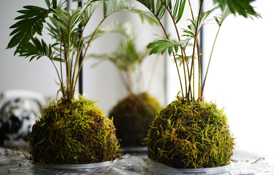 Paris: KOKEDAMA Moss Ball Making Workshop - Booking Information