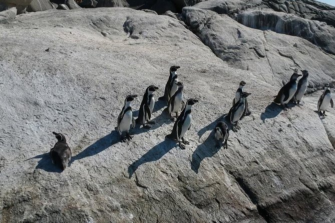 Penguins Watching Navigation Cachagua Island&Lunch From VALPARAIS - Exploring Beaches and Sand Dunes