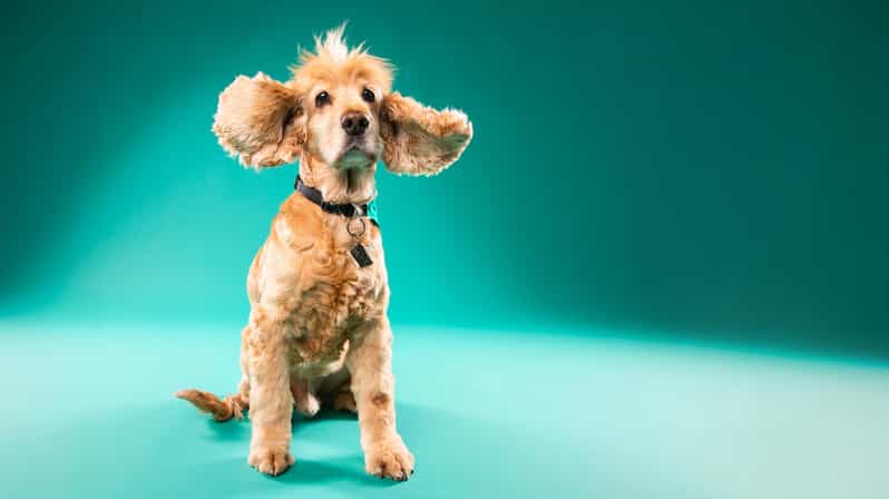 Pet Photography Studio Session With Family Portraits - Photography Focus