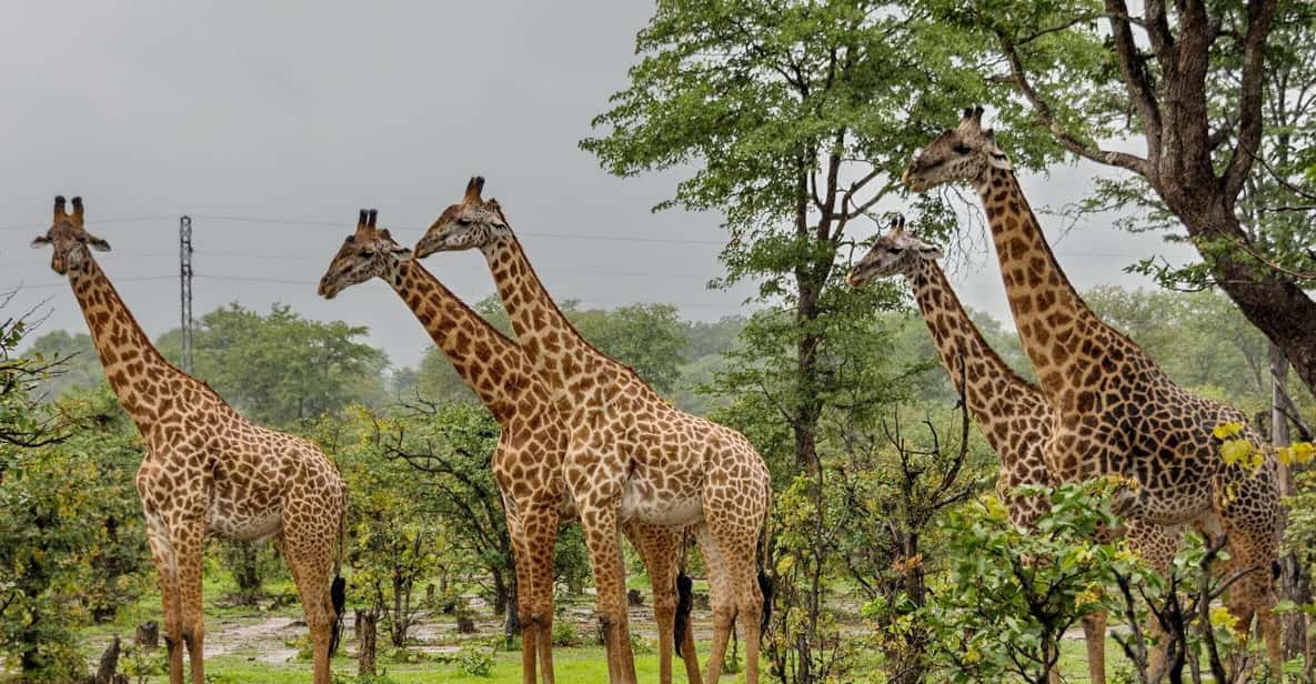 Phezulu 1/2 Day Tour From Durban - Exploring Phezulu Conservation Area