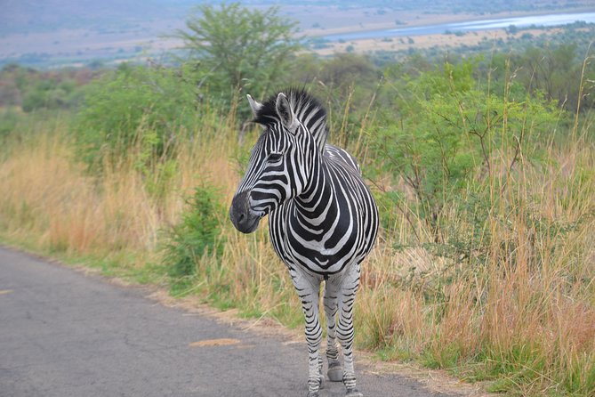 Pilanesberg National Park Full-Day Tour From Johannesburg - Tour Schedule