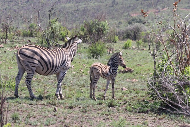 Pilanesberg Nature Reserve - Wildlife Sightings