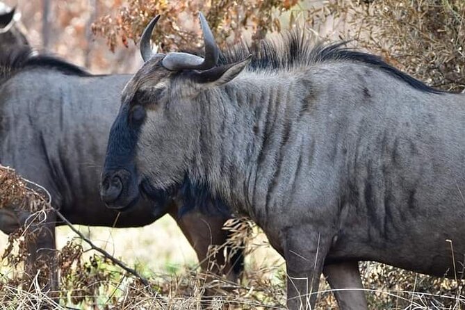 Pilanesberg Safari Open Vehicle Game Full Day - Transportation and Accessibility