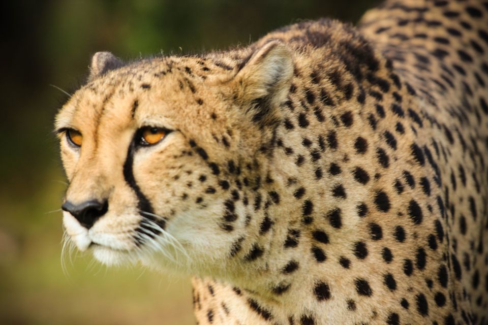 Plettenberg Bay: Cats in Conservation Full Day Tour - Itinerary Highlights