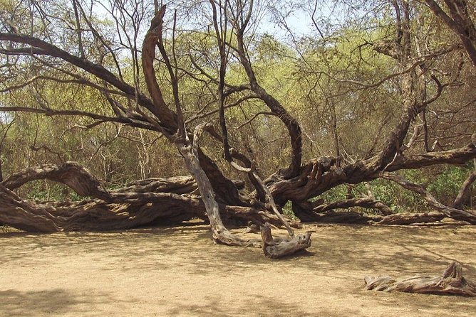 Pomac Forest Historic Sanctuary & Sican Museum - Inclusion Details