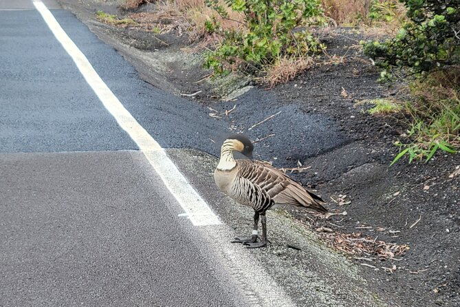 Port of Hilo to Volcano Tour - Highlights of the Tour