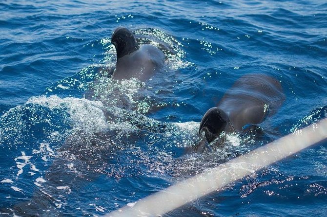 Premium All Inclusive Whale & Dolphin Watching Experience - Inclusive Beverages and Snacks