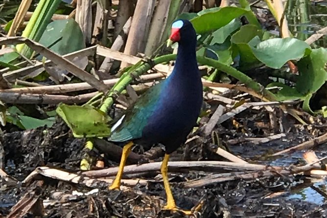 Private 1-Hour Airboat Tour of Miami Everglades - Inclusions and Accessibility