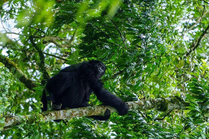 Private 3 Day Gorilla Trekking Safari in Uganda - Itinerary Breakdown