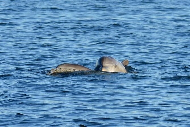Private 3 Hour Powerboat Dolphin Cruise With Remote Beach Stop up to 6 Guests - Inclusions and Pricing