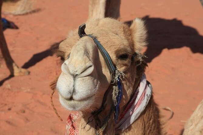 Private 5-Day Guided Tour of Jordan - Accommodation Details