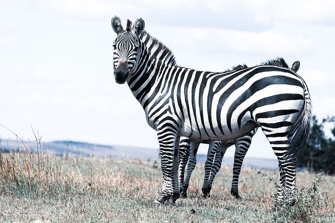 Private 5-Days Serengeti Trails With Kojuu Safaris - Itinerary Highlights