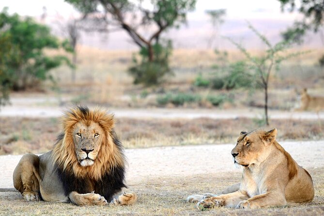 Private 5-Hour Lion Park Tour From Johannesburg or Pretoria - Inclusions and Amenities