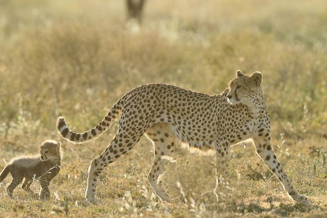 Private 6-Day Great Migration Ndutu Serengeti Safari Tour - Itinerary Highlights