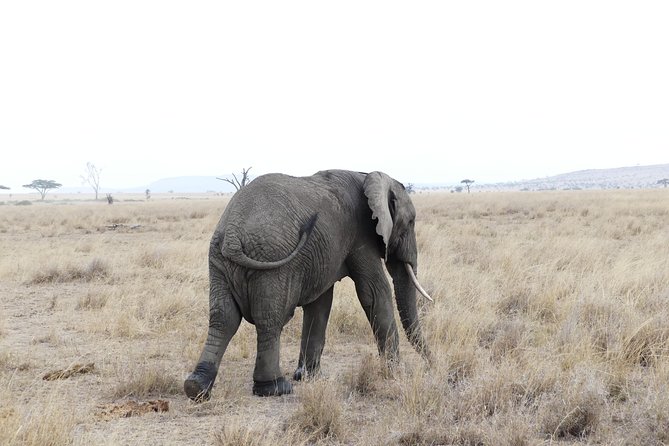 Private 6-Day Tarangire Manyara Crater and Serengeti With Mid-Range Lodges - Detailed Itinerary Breakdown