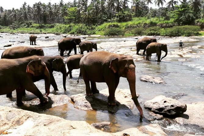 Private 8 Day Tour in Sri Lanka - Daily Itinerary Highlights