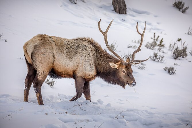 Private All-Day Winter Tour of Grand Teton National Park - Pickup Information